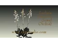 Download Lagu Growing Ludisia Discolor (Jewel Orchid) Flower.