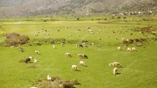                                   دندنها