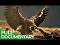 Download Lagu The Sea Eagle - King of the Seas | Free Documentary Nature