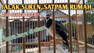 Download SUARA ASLI JALAK SUREN SEPERTI DI ALAM LIAR TANPA ISIAN. MP3