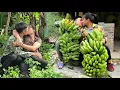 Download Lagu Couple harvesting bananas to sell, Daily life - Linh's Life