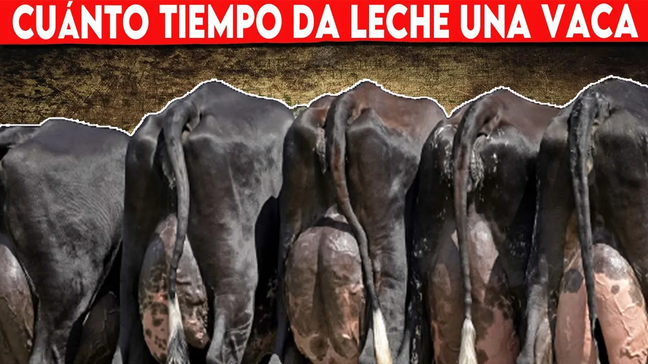 🔴 Cuánto Tiempo Da Leche Una Vaca Lechera, Descubre Todo Lo Que Necesitas Saber  ✅