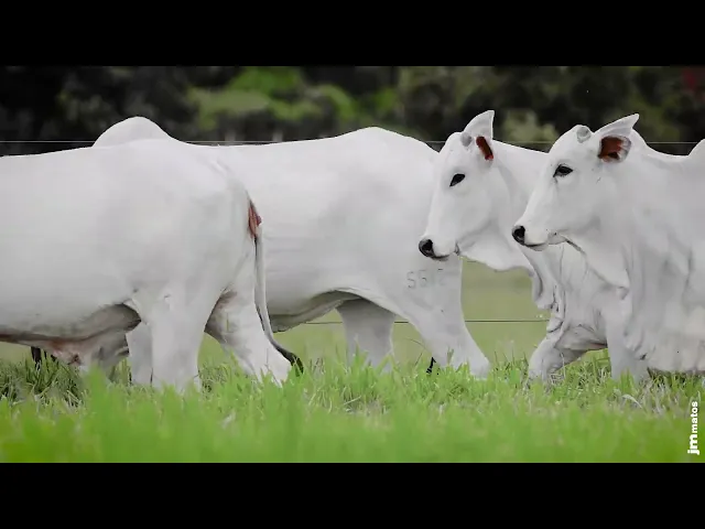 Novilha Nelore AFOM - 5416