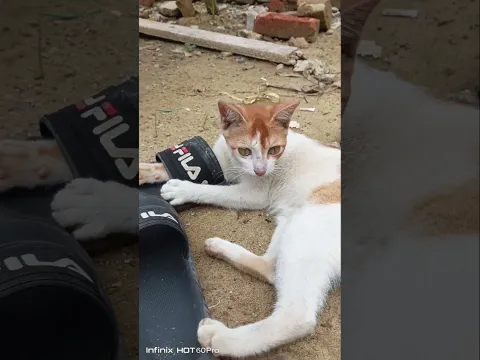 #funny #cat