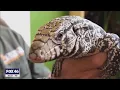 Rare lizard not native to the Carolinas spotted in SC