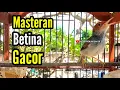 Download Lagu MASTERAN PRENJAK BETINA Gacor Istimewa suara jernih Menggoda PRENJAK JANTAN.