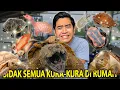 Lagu UPDATE TERBARU KOLEKSI KURA-KURA AKU TAHUN 2026! SAMBIL KITA KASIH MAKAN SEMUA KURA-KURA AKU!