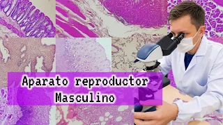 Aprende 80% más con este vídeo de Aparato Reproductor Masculino 