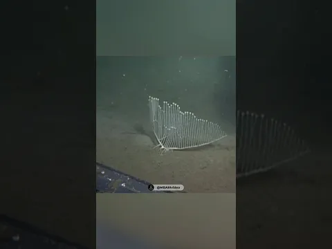 Они не поняли, что увидели на глубине 3 км