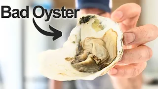 1 Oysters at Whole Foods Are They Even Safe