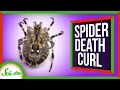 Why Do Spiders Curl Up When They Die