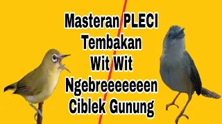 Download Masteran PLECI Tembakan wit wit Ngebren Cigun Dengan Terapi Rintikan Air Hujan MP3