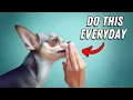 I wish I knew these BEFORE getting a Chihuahua