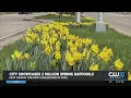 Public Invited To Enjoy 2 Million Daffodils Blooming In Detroit City Plans To Plant 500K This Fall