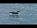 Lagu Zeekoet, Common murre, Trottellumme, Guillemot de TroΓ―l