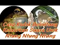 Download Lagu Suara Dahsyat Dari Kodok Begini Cara Kodok Ber Suara I Kodok Belentung