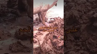 لماذا حرم الله اكل لحم الخنزير   هذه هي أحد الاسباب دندنها