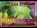 Download Lagu SUARA PIKAT PIJANTUNG PISANG PALING AMPUH