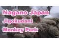 Japan Travel Jigokudani Monkey Park cute bathing monkey Nagano20 Moopon