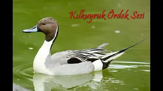 ابو زله صوت صافي 