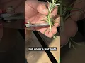 How to Propagate Rosemary 🌿