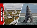 Download Lagu Drone Footage Captures WILD Whale Graveyard in Russia