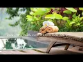 8 HOURS Relaxing Spa Wellness Songs for Spa Centers and Thermae, Sauna, Massage, Baths