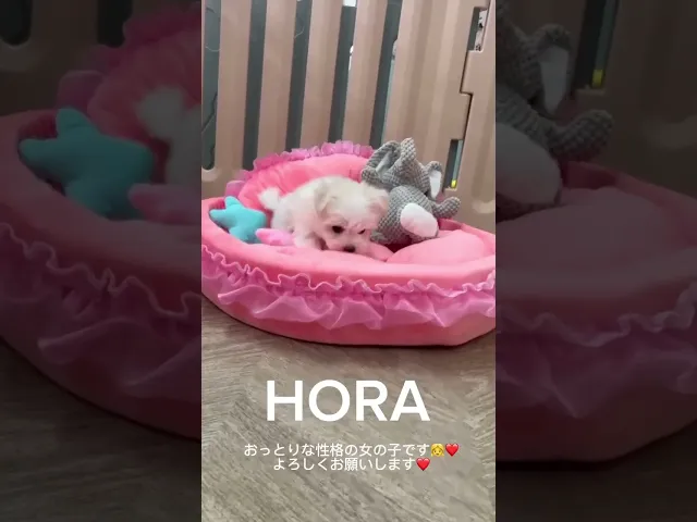 動画