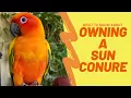 OWNING A SUN CONURE BUYING YOUR FIRST BIRD