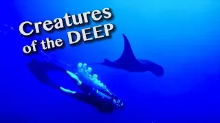 HOW TO SWIM WITH GIANT SEA CREATURES [Adventure #110]