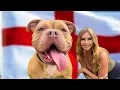 THE OLDE ENGLISH BULLDOGGE - HE S BACK HEALTHIER DEADLIER THAN BEFORE