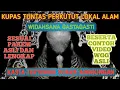 Download Lagu perkutut WIDAHSANA GASTAGASTI !!penjelasan lengkap bedasarkan pakem asli‼️
