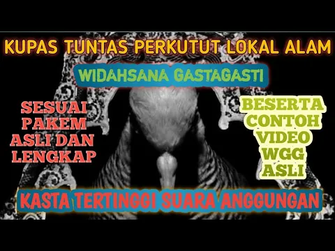 Download MP3 perkutut WIDAHSANA GASTAGASTI !!penjelasan lengkap bedasarkan pakem asli‼️