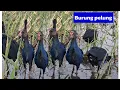 Download Lagu BANYAK BURUNG MANDAR BIRU BERKELIRAN DI SAWAH (PURPLE SWAMPHAN)