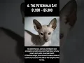 Download Lagu Top 10 Most Expensive Cats in the World #shorts