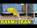 Download Lagu SPEED RAPAT !! KENARI RASMI IRAN GACOR PANJANG MEMANCING KENARI BISU JADI GACOR PANJANG SATU NAFAS