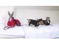 DOG DAZE My Dogs Threw a Party