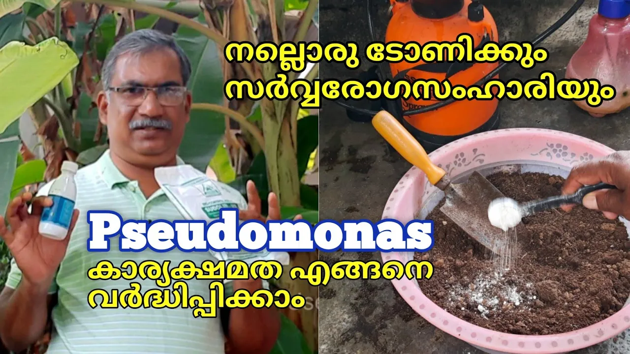 സ്യൂഡോമോണസ് | Pseudomonas | സർവരോഗസംഹാരിയും നല്ലൊരു ടോണിക്കും | Usage and Benefits | Krishi Tips