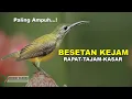 Download Lagu BESETAN KEJAM | Masteran Burung Lomba Terbaik Besetan Rapat Tajam Kasar Untuk Semua Burung Lomba