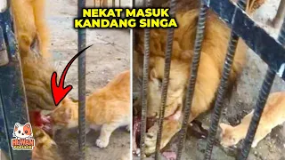 Download Kucing Oren Memang Berani.! Masuk kandang Singa Untuk Makan.! Akhirnya bikin Nyesek.! MP3