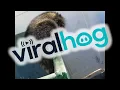 Download Lagu Hefband wordt geleverd in koppeling || ViralHog