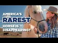 The Woman on a Mission to Save America s Draft Horse
