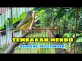 Download Lagu Prachtige Mozambikaanse kanariezang 