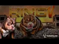 CHOCOLATE TRI COLOR POCKET BULLY PHENOM - VENOMLINE S KING V