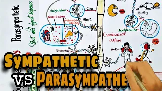 sympathetic vs parasympathetic nervous system autonomic nervous system pharmacology
