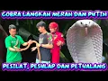 Download Lagu cobra langkah panji petualang, Denny dan Pesulap Merah main kerumah Panji