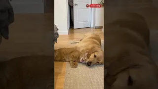 عندما تتحول القط إلى ملكة الدراما المسترد الذهبي 