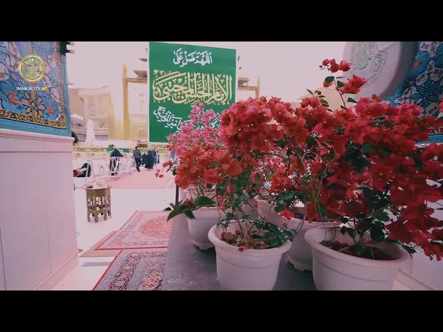 ضمن مراسم إحياء ولادة الإمام الحسن (ع) .. باقات معطرة من الورود تزيّن أرجاء مرقد أمير المؤمنين (ع)