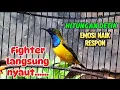 Download Lagu Sogon Gacor penuh emosi nembak nembak pancingan jitu merangsang sogon malas bunyi