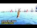 Download Lagu Mancing Di Sarang Ikan Besar....!! Umpan Turun Langsung Di Sambar